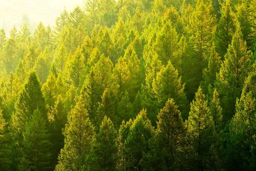 Tree Canopy Managing Our Carbon Footprint Image