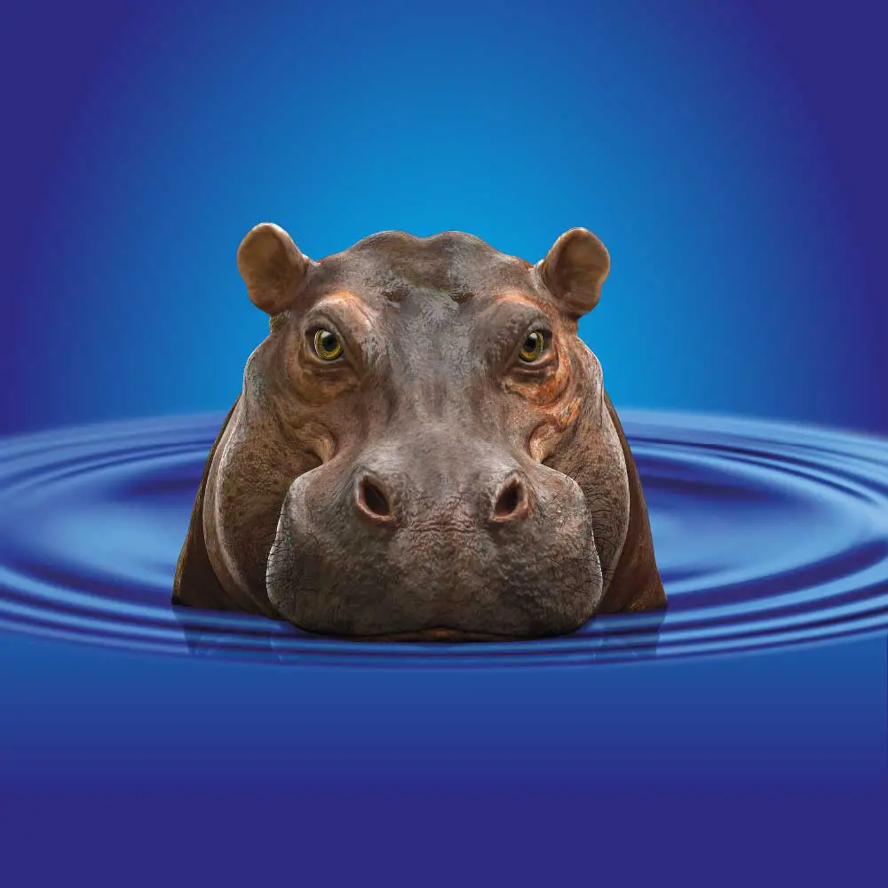 Hippo